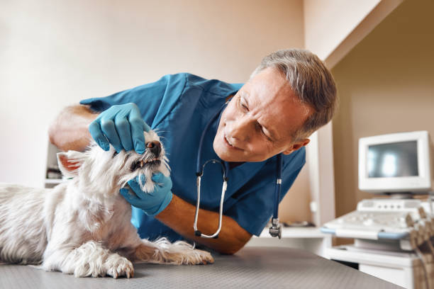 Best Walk-In Emergency Dentist in Rock Creek, AL